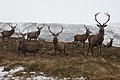 faune sauvage d'Exmoor