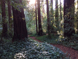A redwood forest at Play Bowl, a valley traversed by trails and the La Honda Creek, located at the end of Play Bowl Drive..