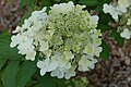 Rispen-Hortensie "Grandiflora".