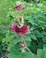 Phyllodie chez un cultivar de rosier ancien 'Prolifera de Redouté'