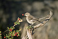 Sage thrasher on the refuge