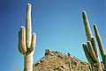 Saguaro cactus