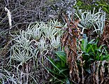 A large clump of a plant