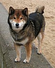 Sesam Shiba Inu