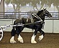 Shire Horse als Fahrpferd