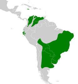 Distribución geográfica del chirigüe azafranado.