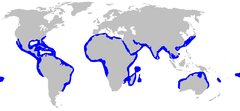 Distribuição mundial desta espécie.