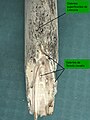 Perche de châtaignier attaquée par Limnoria quadripunctata , en surface, et Teredo navalis plus profondément. L'action conjuguée des deux espèces, à la base de la perche, a facilité sa rupture