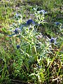 Eryngium amethystinum