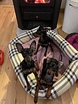 Chiots Pinscher nain.