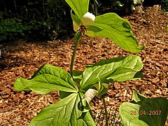 Description de l'image Trillium rugeli 1.jpg.