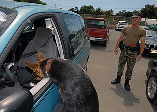 Military dog during training