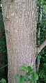 Young Plot bark, Caythorpe, Nottinghamshire