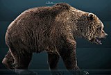 Color rendering of brown bear