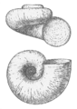 depressed trochiform or valvatiform