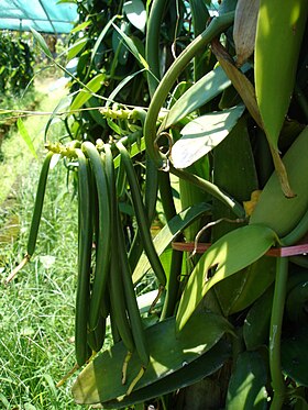 Vanilla fragrans