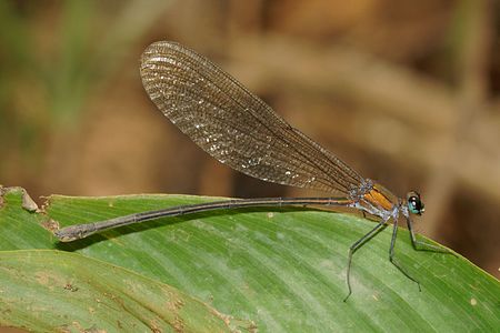 Vestalis submontana female