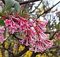 Viburnum x bodnantense dawn