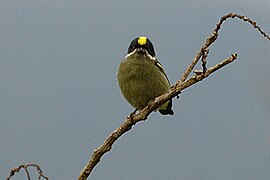 Gelbrücken-Bartvogel im Gebiet des Mt. Sabinyo, 2006