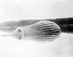 Whale at mooring, August 1910