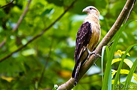 Yellow-headed Caracara.