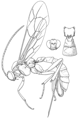 Zaglyptus varipes