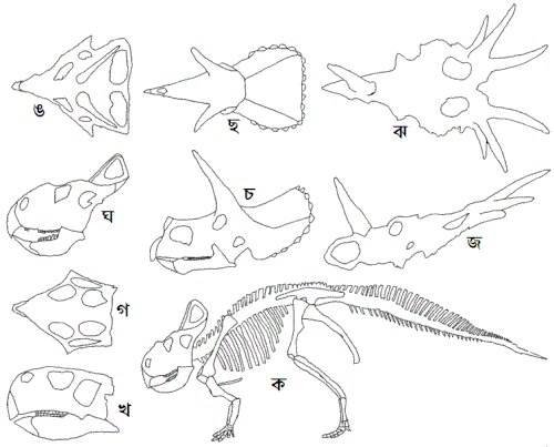 সেরাটোপ্ জাতীয় ডাইনোসরদের খুলির বৈচিত্র্য। ক- প্রোটোসেরাটপ্‌সের গোটা কঙ্কাল। খ থেকে ঝ- খুলি। খ- পাশ থেকে সিটাকোসরাস, গ- উপর থেকে সিটাকোসরাস , ঘ- প্রোটোসেরাটপ্‌স পাশ থেকে, ঙ- প্রোটোসেরাটপ্‌স উপর থেকে, চ- পাশ থেকে ট্রাইসেরাটপ্‌স , ছ- উপর থেকে ট্রাইসেরাটপ্‌স , জ- স্টিরাকোসরাস পাশ থেকে, ঝ- স্টিরাকোসরাস উপর থেকে।