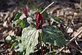 Trillium maculatum