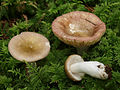 Russula nauseosa