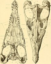 Liopleurodon skulls