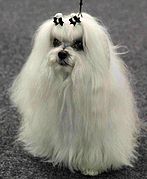 White Maltese dog
