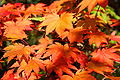 Acer japonicum var. vitifolium