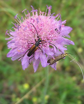 Knautia arvensis