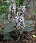 Ajuga nipponensis