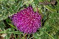 Cirsium acaule