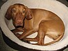 A large tan colored smooth skinned dog curls up in a dog bed.