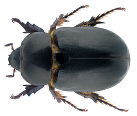 Ancognatha castanea