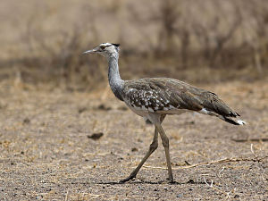 Outarde arabe (Ardeotis arabs), Sahel.