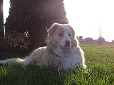 Berger australien rouge merle avec yeux hétérochromes