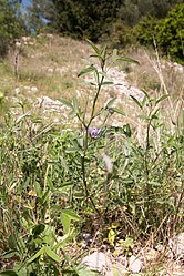 Plante de sous-bois, isolée.