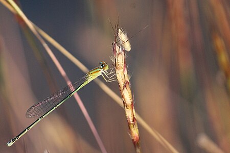 Pseudagrion microcephalum female