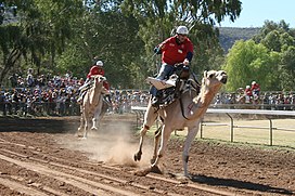 Dois jóqueis montados durante uma corrida de camelos.