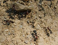 Description de l'image Camponotus_cruentatus.jpg.