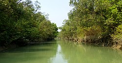 Mangroves at Char Kukri-Mukri Wildlife Sanctuary