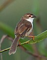 Yellow-eyed babbler