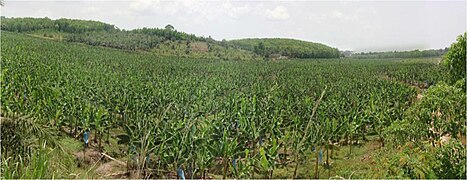 A banana plantation in the Ivory Coast.