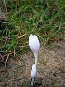 Colchicum hungaricum