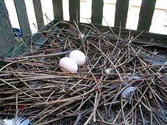 Nest with two eggs