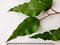 Adult leaves