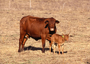 소 (Bos taurus)